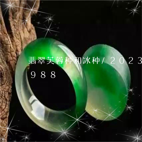 翡翠芙蓉种和冰种/2023032891988