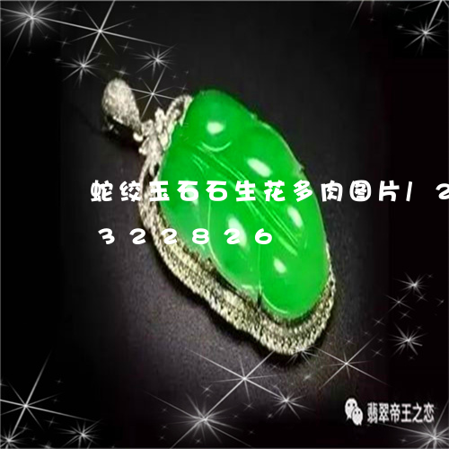 蛇绞玉石石生花多肉图片/2023072322826