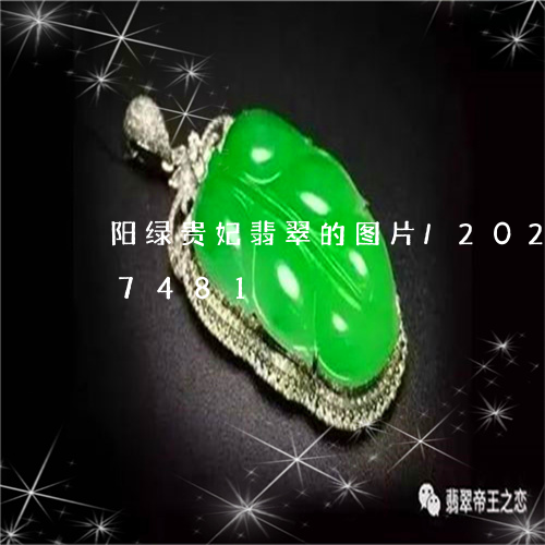 阳绿贵妃翡翠的图片/2023042737481