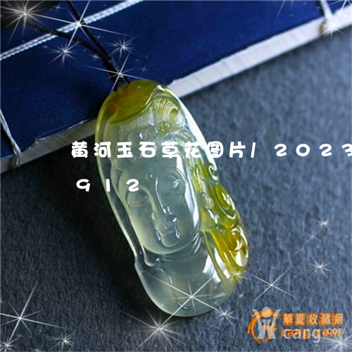 黄河玉石草花图片/2023040109912