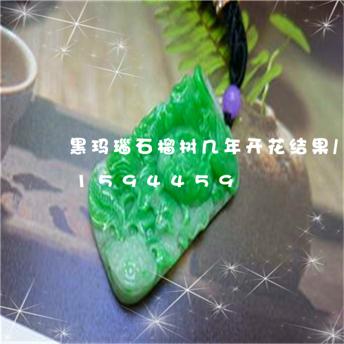 黑玛瑙石榴树几年开花结果/2023031594459